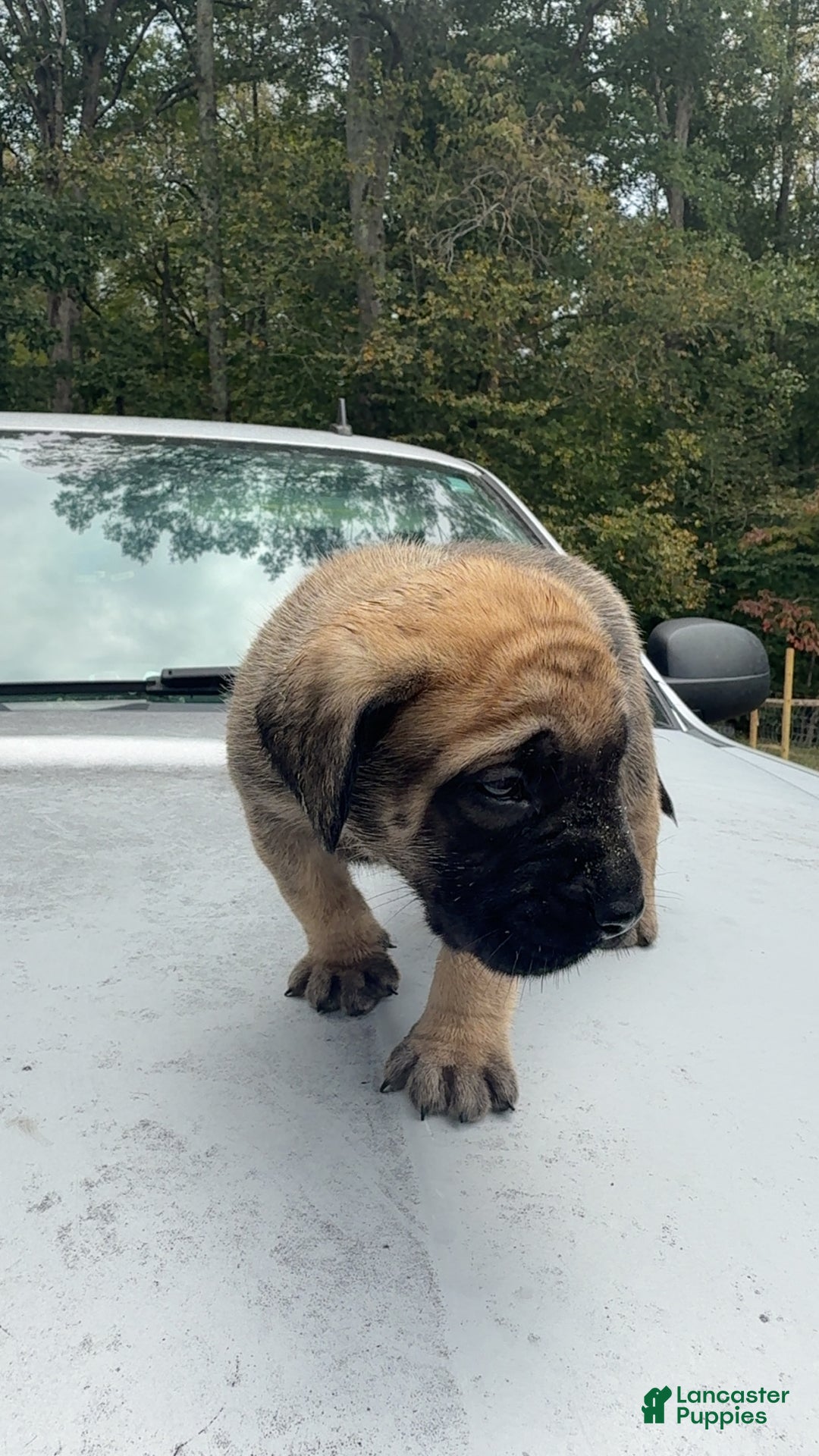 English Mastiff dogs for sale: English Mastiff Puppy 5 - Ad 1