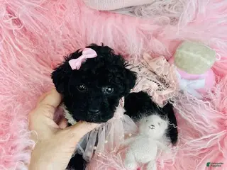 Miniature Poodle dogs Miniature Poodle Puppy 1 - Ad 12