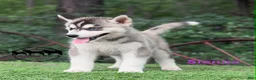 Siberian Husky dogs for sale: Sienna - Ad 2