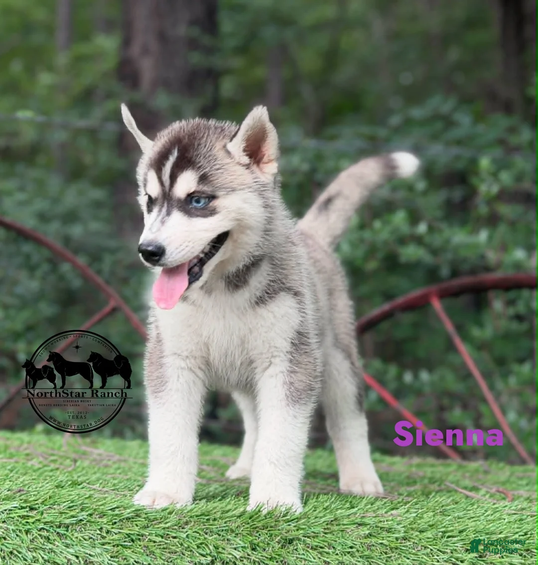 Siberian Husky dogs for sale: Sienna - Ad 2