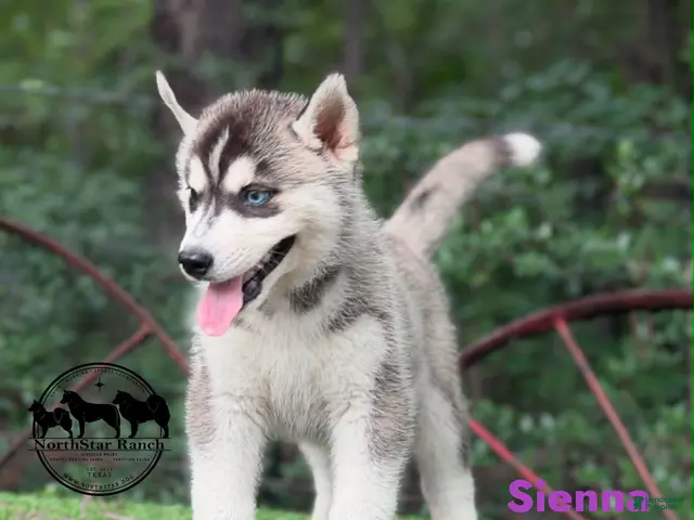 Siberian Husky dogs for sale: Sienna - Ad 2