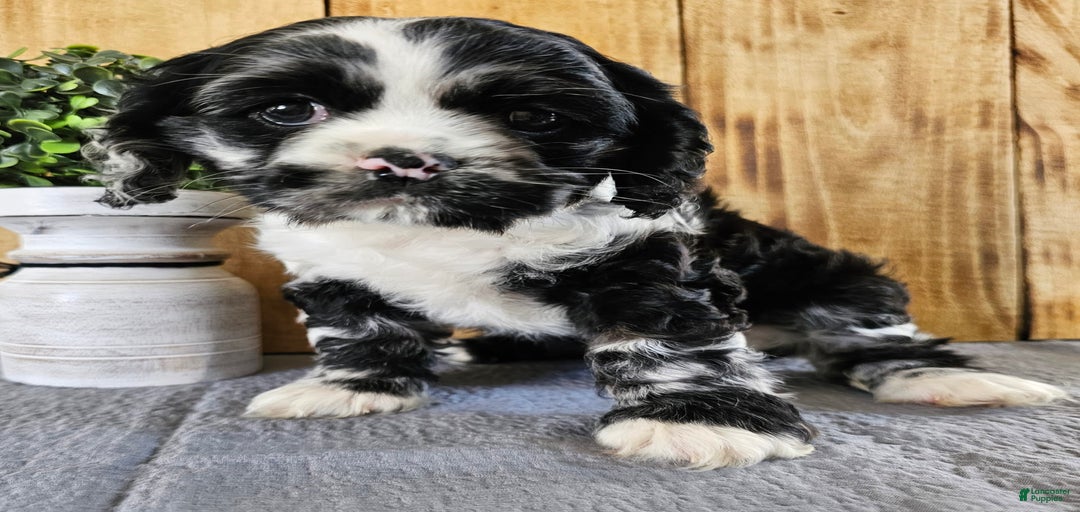 Gallery Image {{count}}