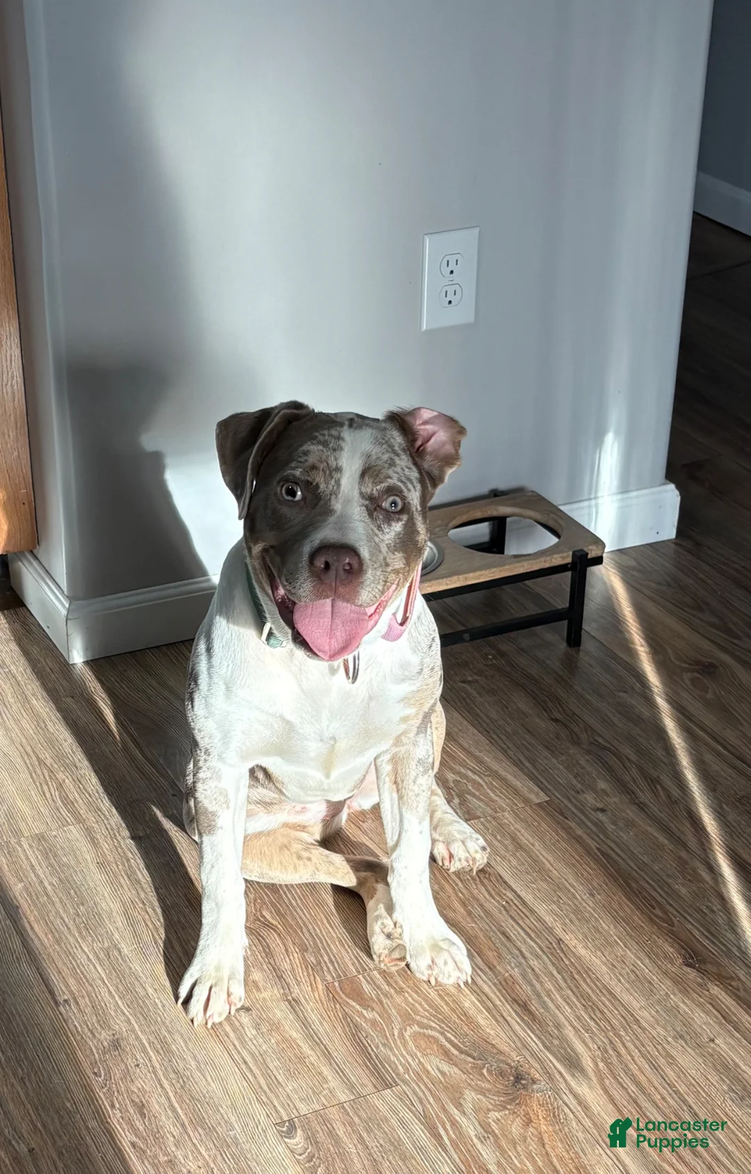 Mixed Breed dogs for sale: Mixed Breed Puppy 2 - Ad 8