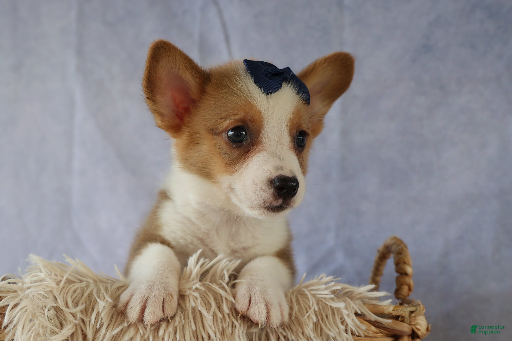 Welsh Corgi Pembroke dogs Zander 🐾 - Ad 1