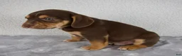 Beabull dogs for sale: Luie - Ad 3