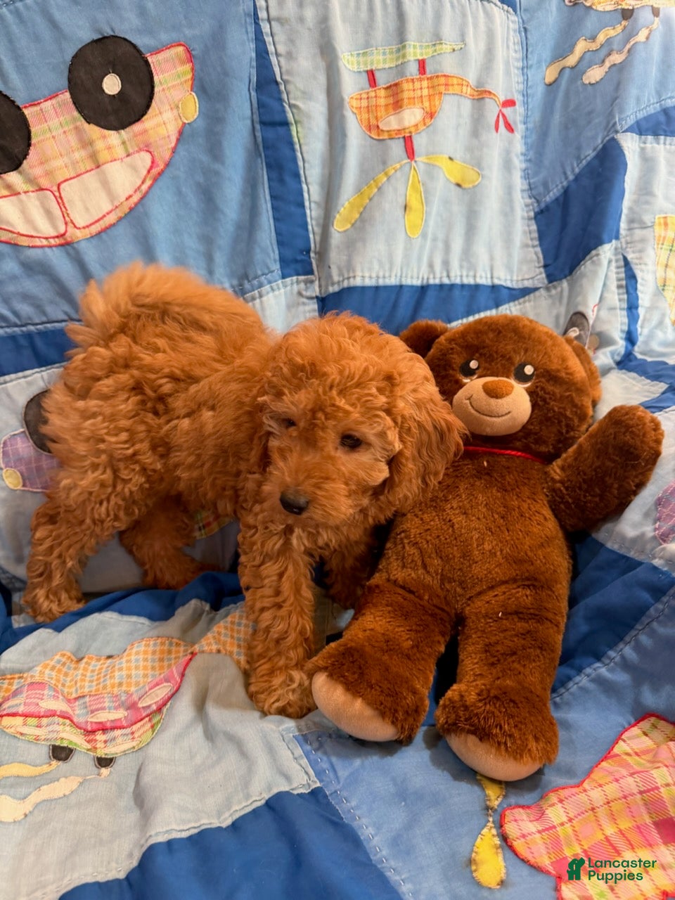 Goldendoodle dogs Rusty Petite Goldendoodle - Ad 2