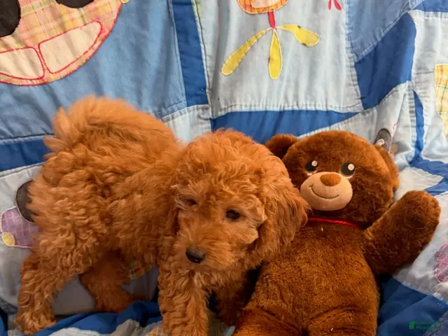 Goldendoodle dogs Rusty Petite Goldendoodle - Ad 2