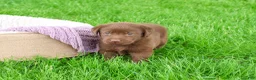 Labrador Retriever dogs for sale: Coco - Ad 4