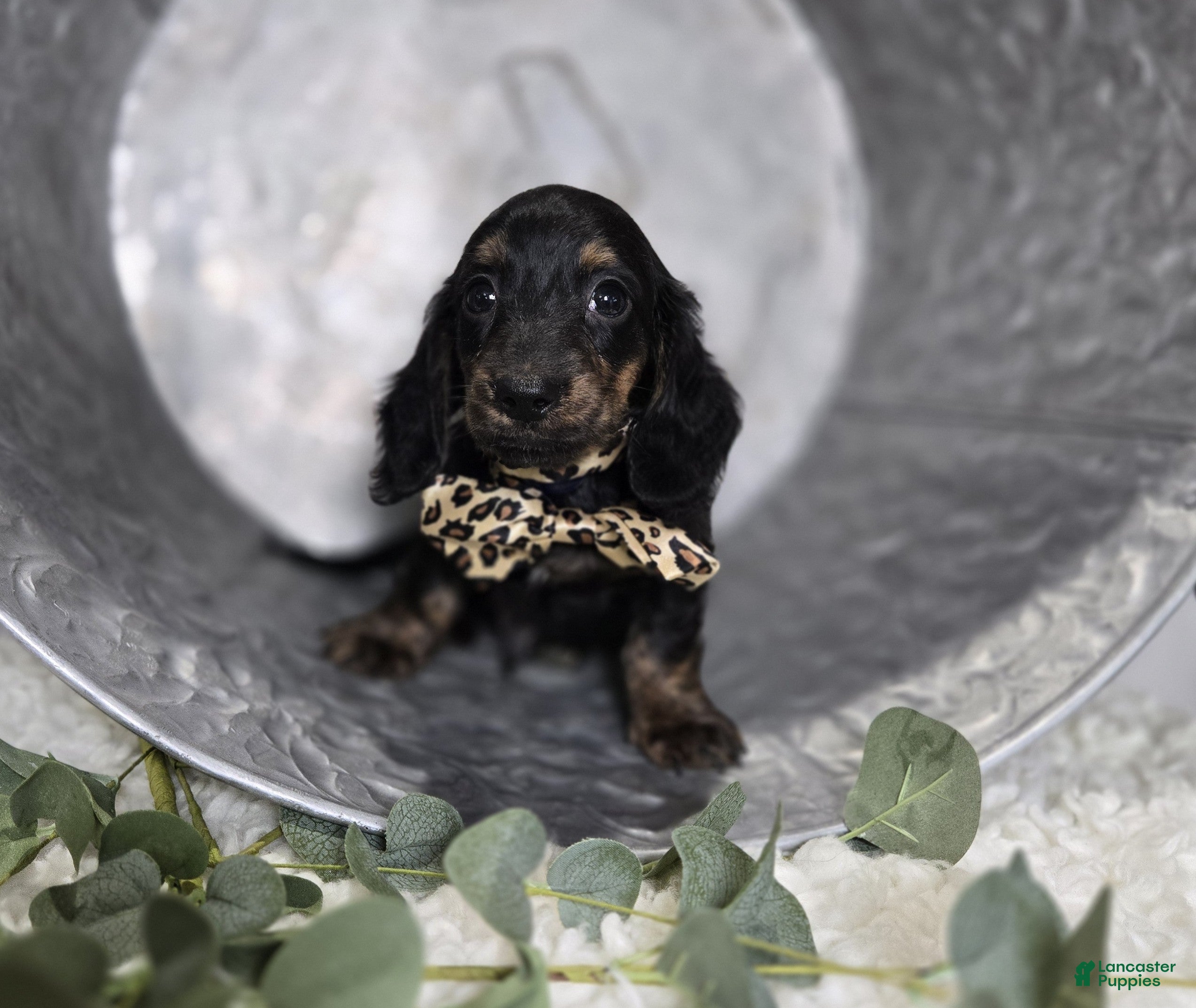 Miniature Dachshund dogs Trigger - Ad 2