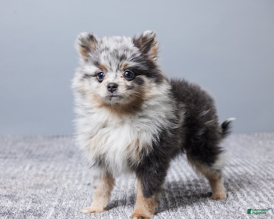Pomeranian dogs for sale: Sally - Ad 6