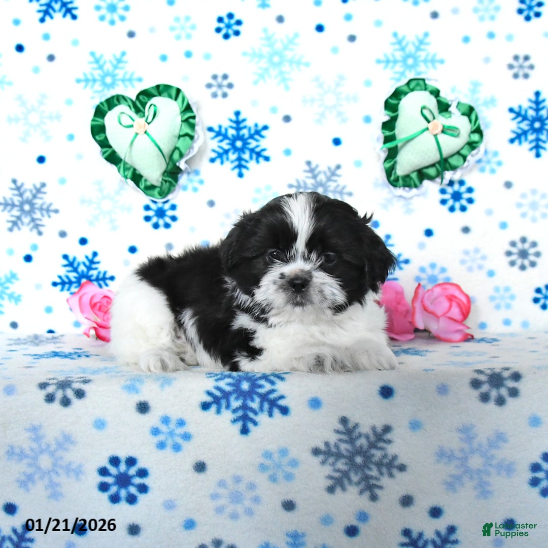 Shih Tzu dogs for sale: Leo - Ad 3