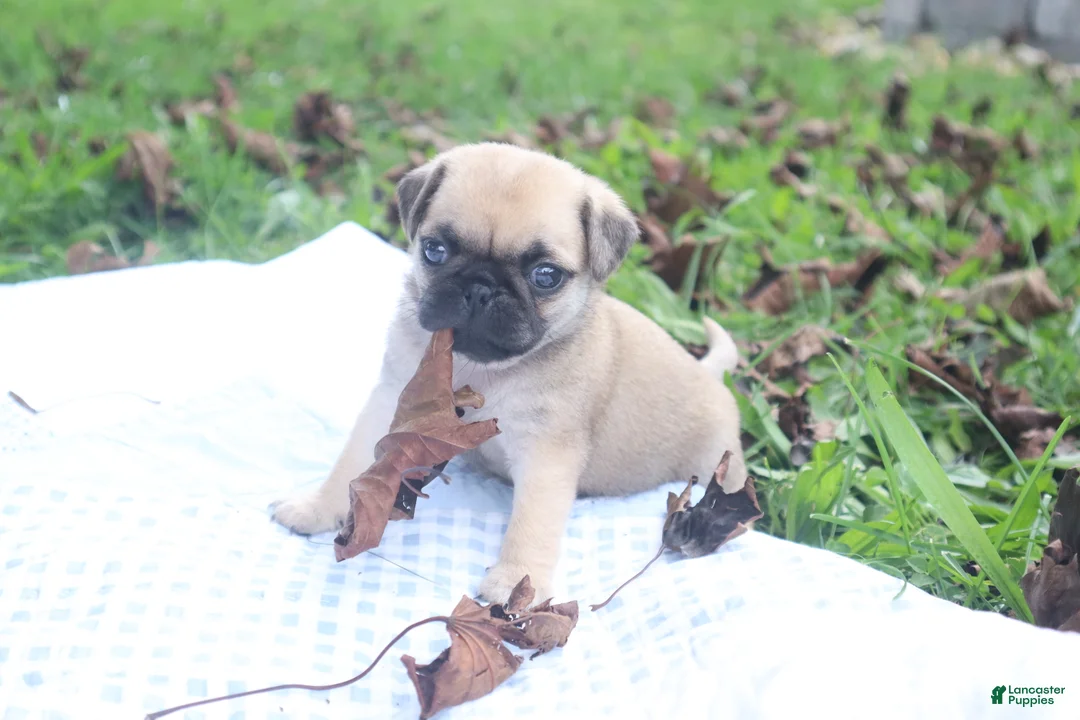 Pug dogs for sale: Leaf -female- - Ad 1
