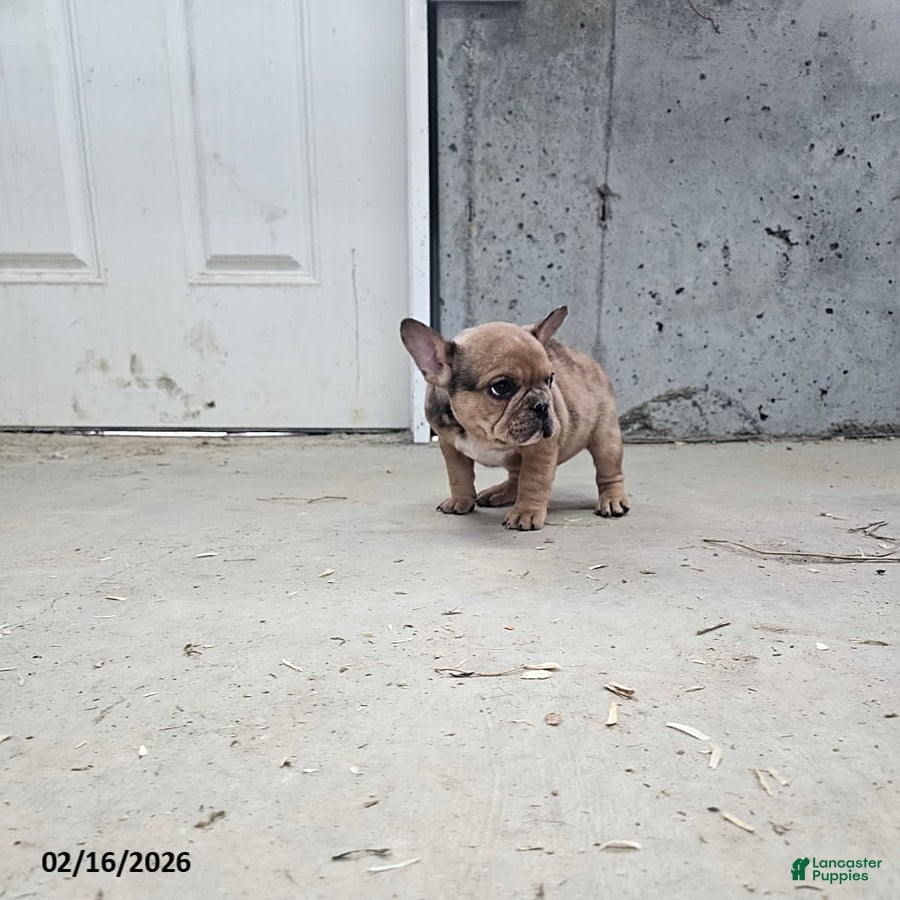 Frenchton dogs Bingo - Ad 2