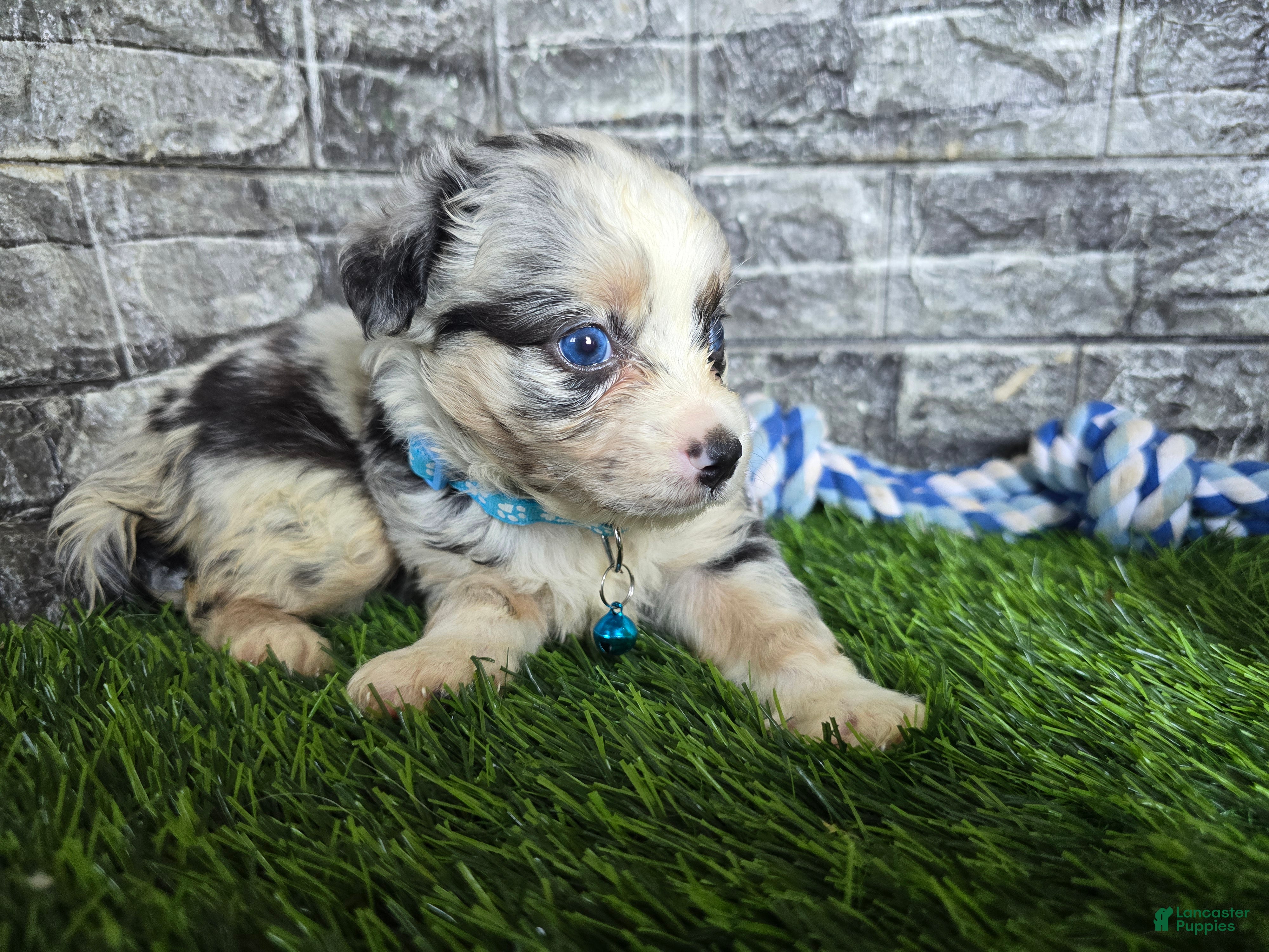 Toy Australian Shepherd dogs Boy 3 - Ad 1
