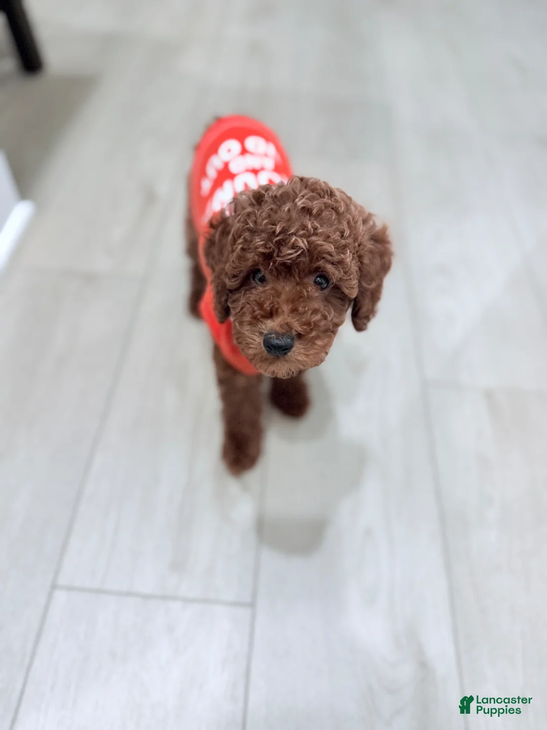 Toy Poodle dogs for sale: Toy Poodle Puppy 1 - Ad 6