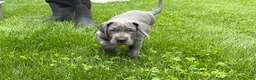 Great Dane dogs for sale: Sparkle - Ad 3