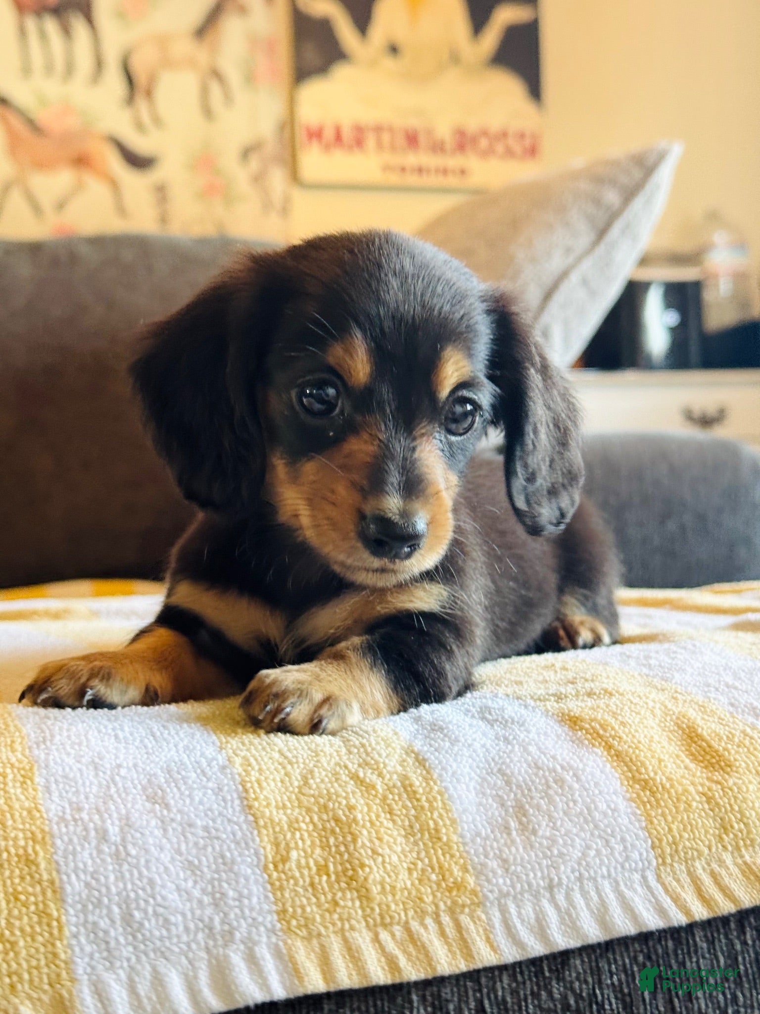 Miniature Dachshund dogs AKC Longhair Black & Tan Mini Dachshund Girl - Ad 12