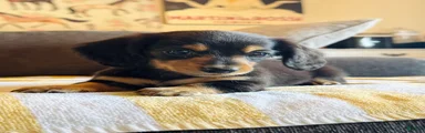AKC Longhair Black & Tan Mini Dachshund Girl