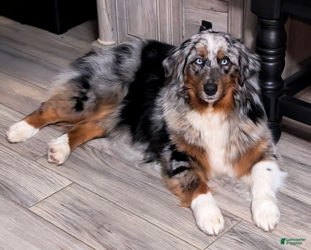 Gallery Image {{count}}