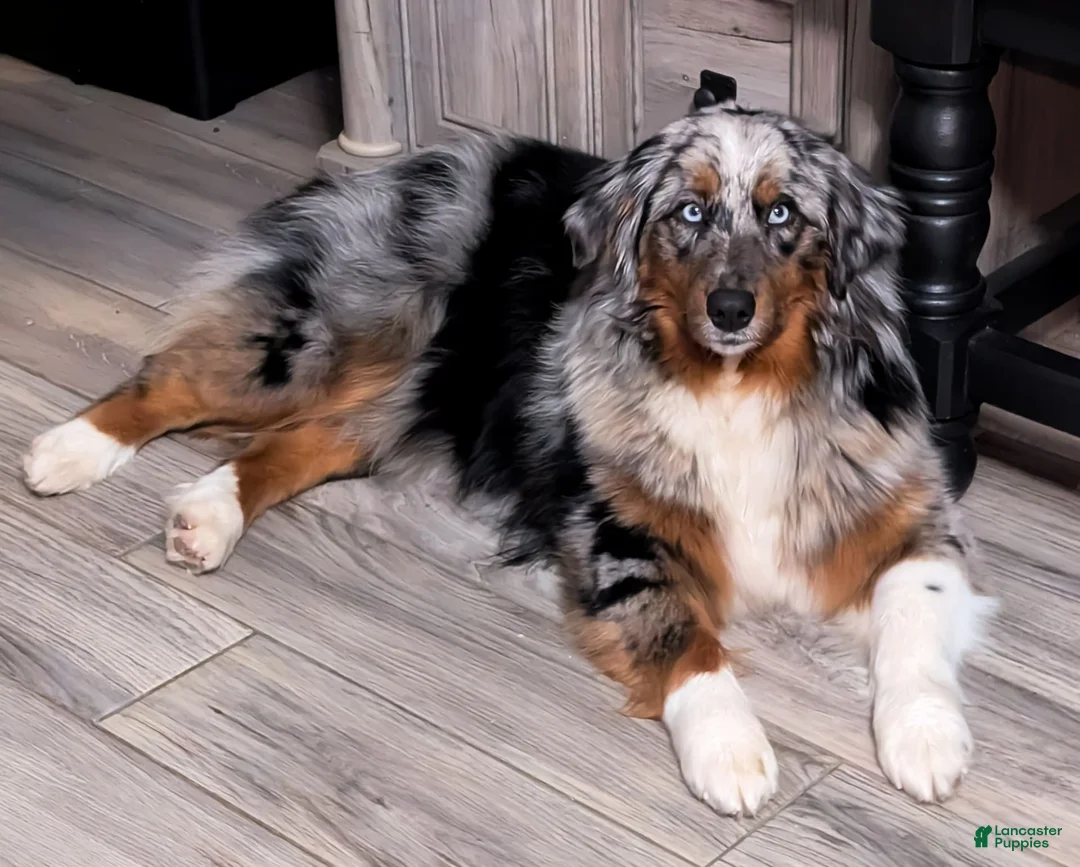 Gallery Image {{count}}