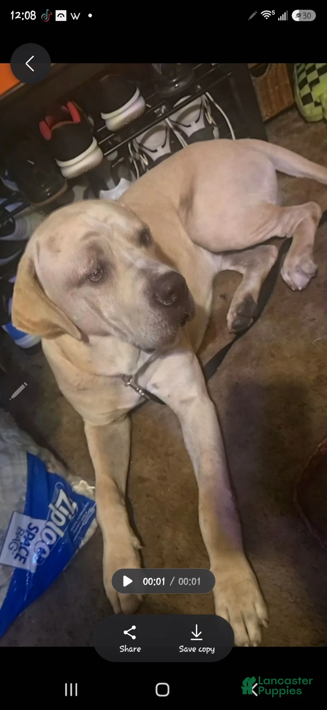 Cane Corso dogs for sale: Cane Corso 2 - Ad 4