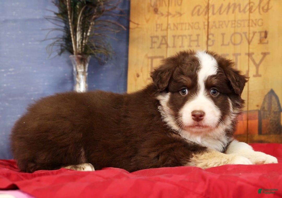 Miniature Australian Shepherd dogs for sale: Max - Ad 2