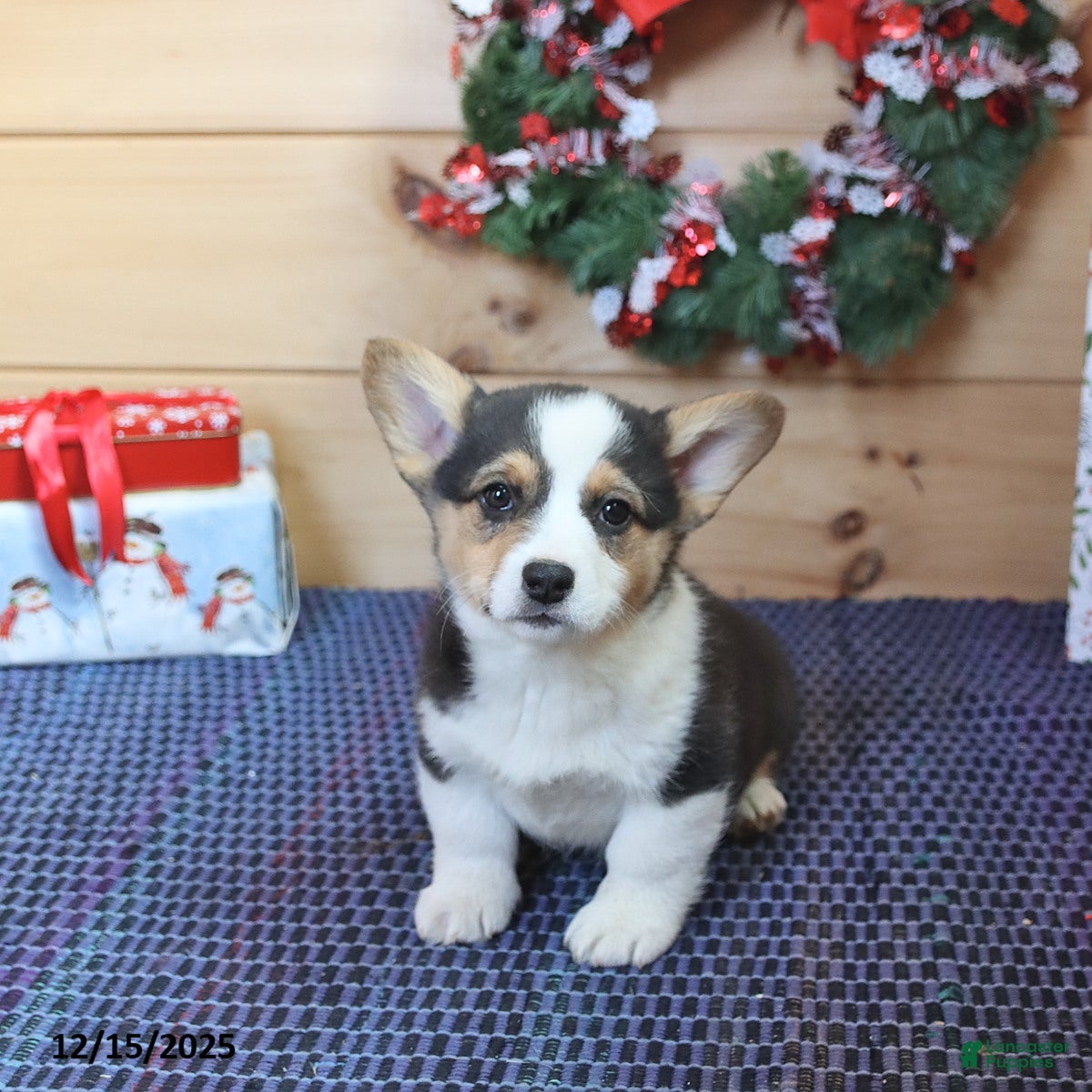 Welsh Corgi Pembroke dogs Hunter - Ad 15