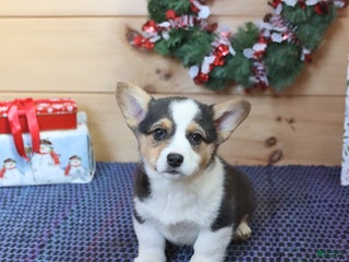 Welsh Corgi Pembroke dogs Hunter - Ad 28