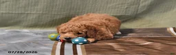 Goldendoodle dogs for sale: Becky - Ad 14