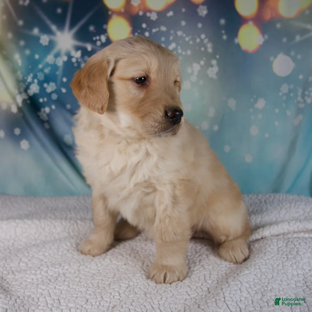 Golden Retriever dogs for sale: Evie - Ad 3