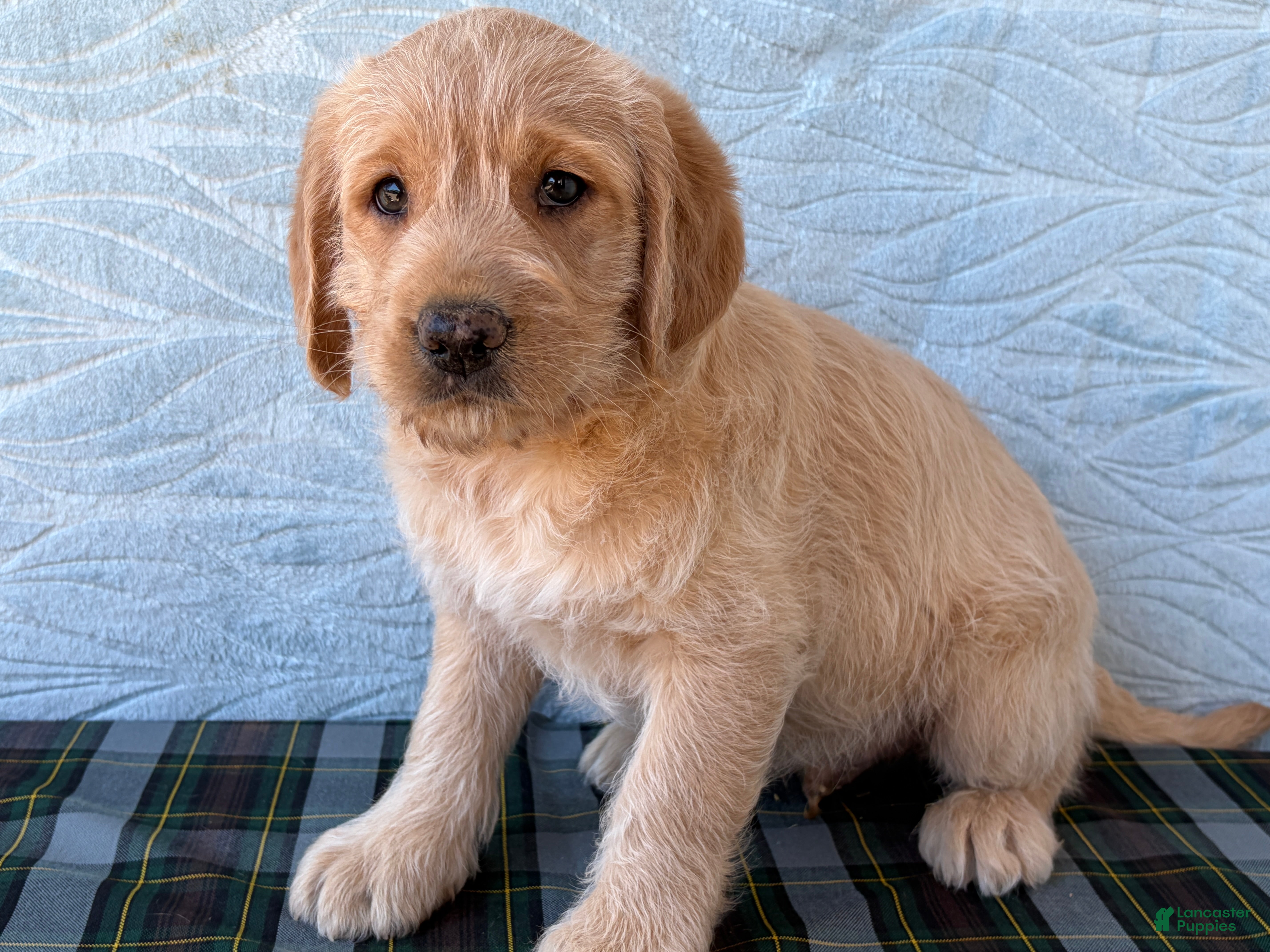 Labradoodle dogs Labradoodle 5 - Ad 1