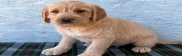 Labradoodle dogs for sale: Labradoodle 5 - Ad 1