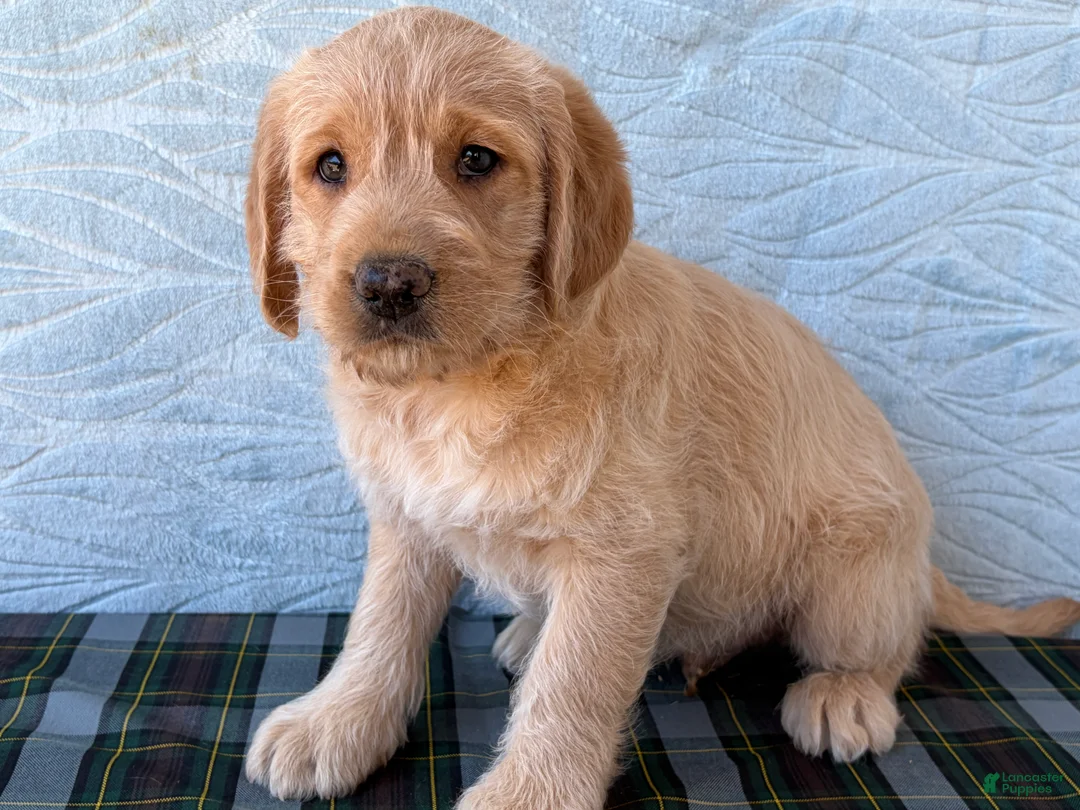 Labradoodle dogs for sale: Labradoodle 5 - Ad 1