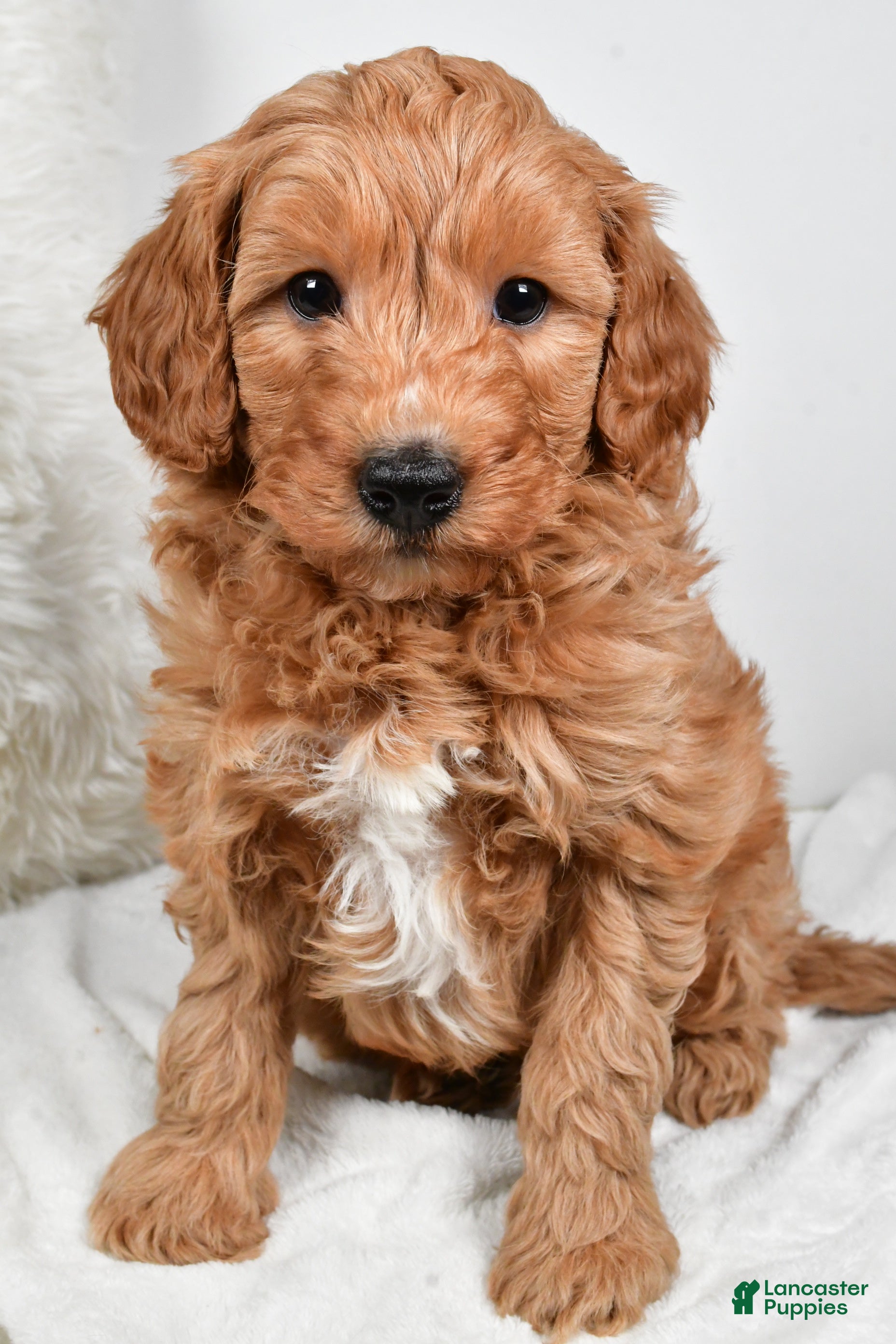 Mini Goldendoodle dogs Blake - Ad 20