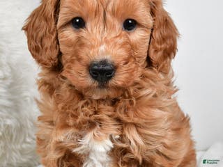 Mini Goldendoodle dogs Blake - Ad 40