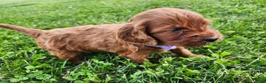 Fern 