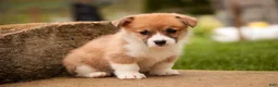 Welsh Corgi Pembroke dogs for sale: Zylee - Ad 8