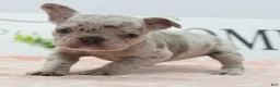 Mixed Breed dogs for sale: Bria merle - Ad 9