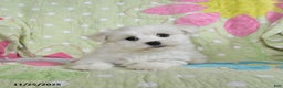 Maltese dogs for sale: Gavin - Ad 2