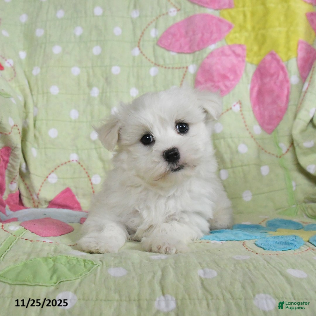 Maltese dogs for sale: Gavin - Ad 2