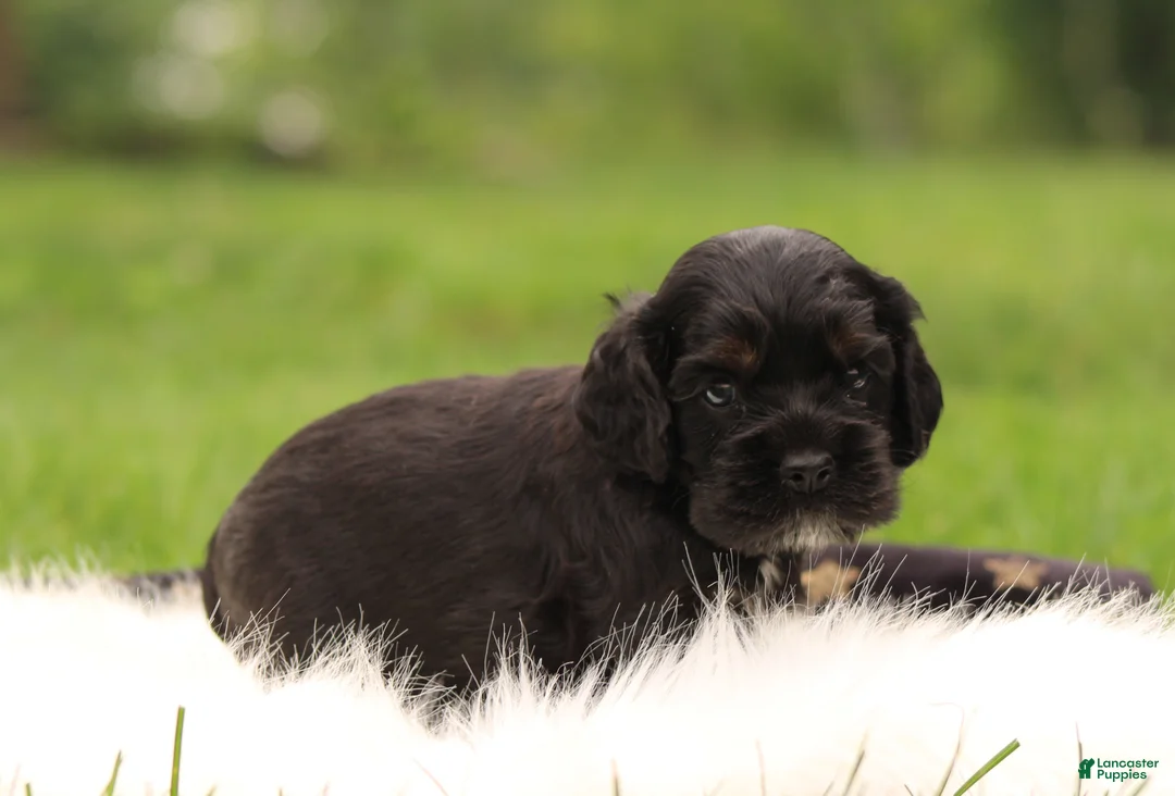 Cocker Spaniel dogs for sale: Spruce - Ad 14