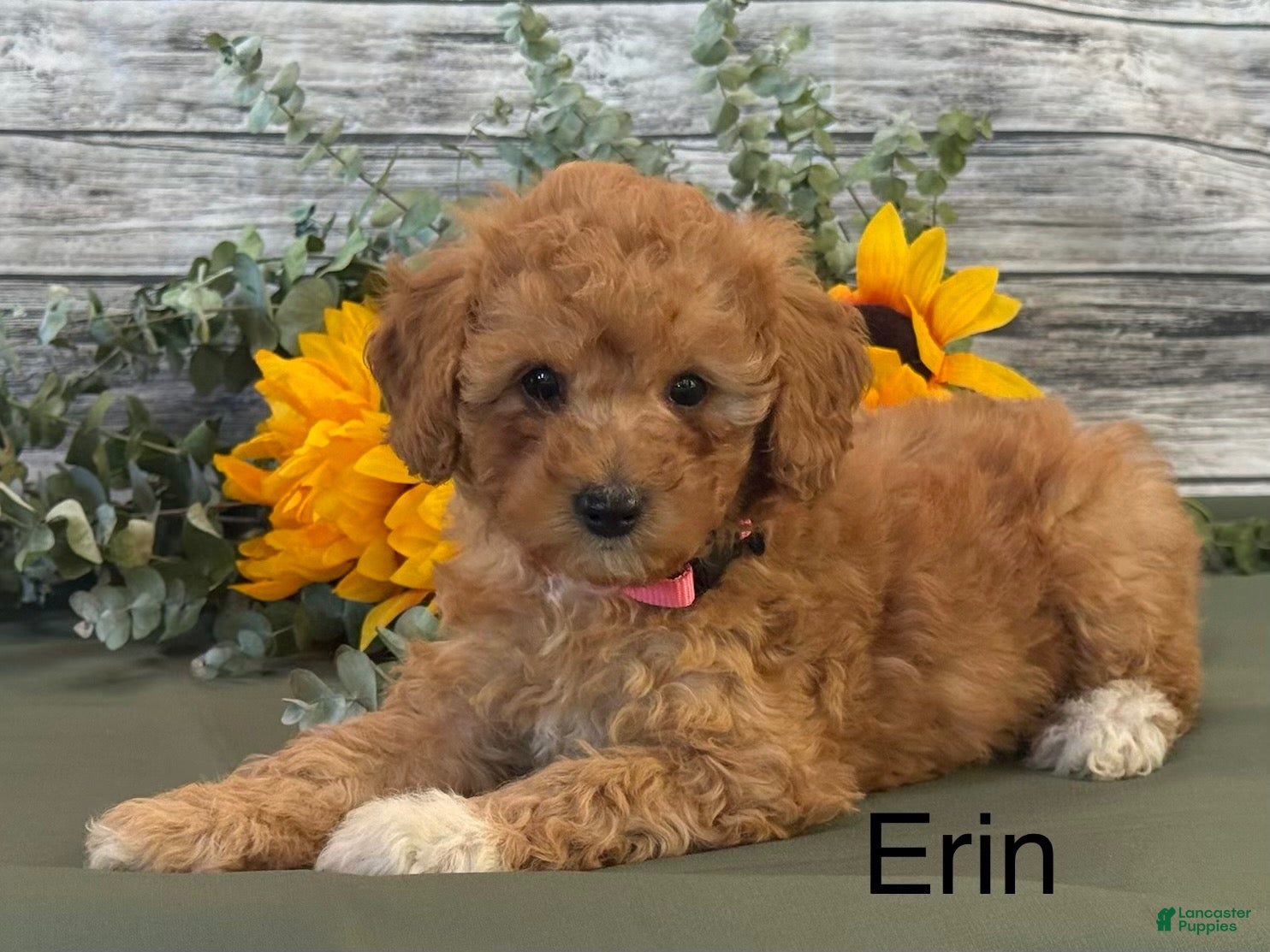 Erin (Cavapoo, Female) in Penn Yan, NY