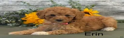 Cavapoo dogs for sale: Erin - Ad 1