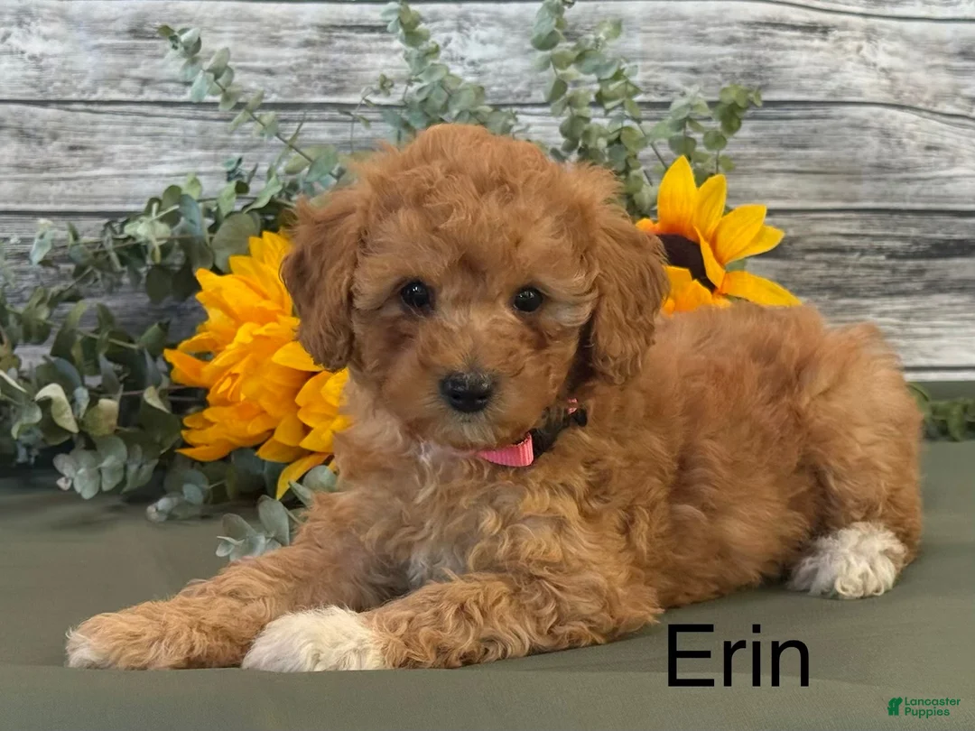 Cavapoo dogs for sale: Erin - Ad 1