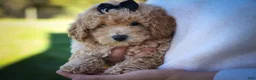 Bichpoo dogs for sale: Nova💕 - Ad 11