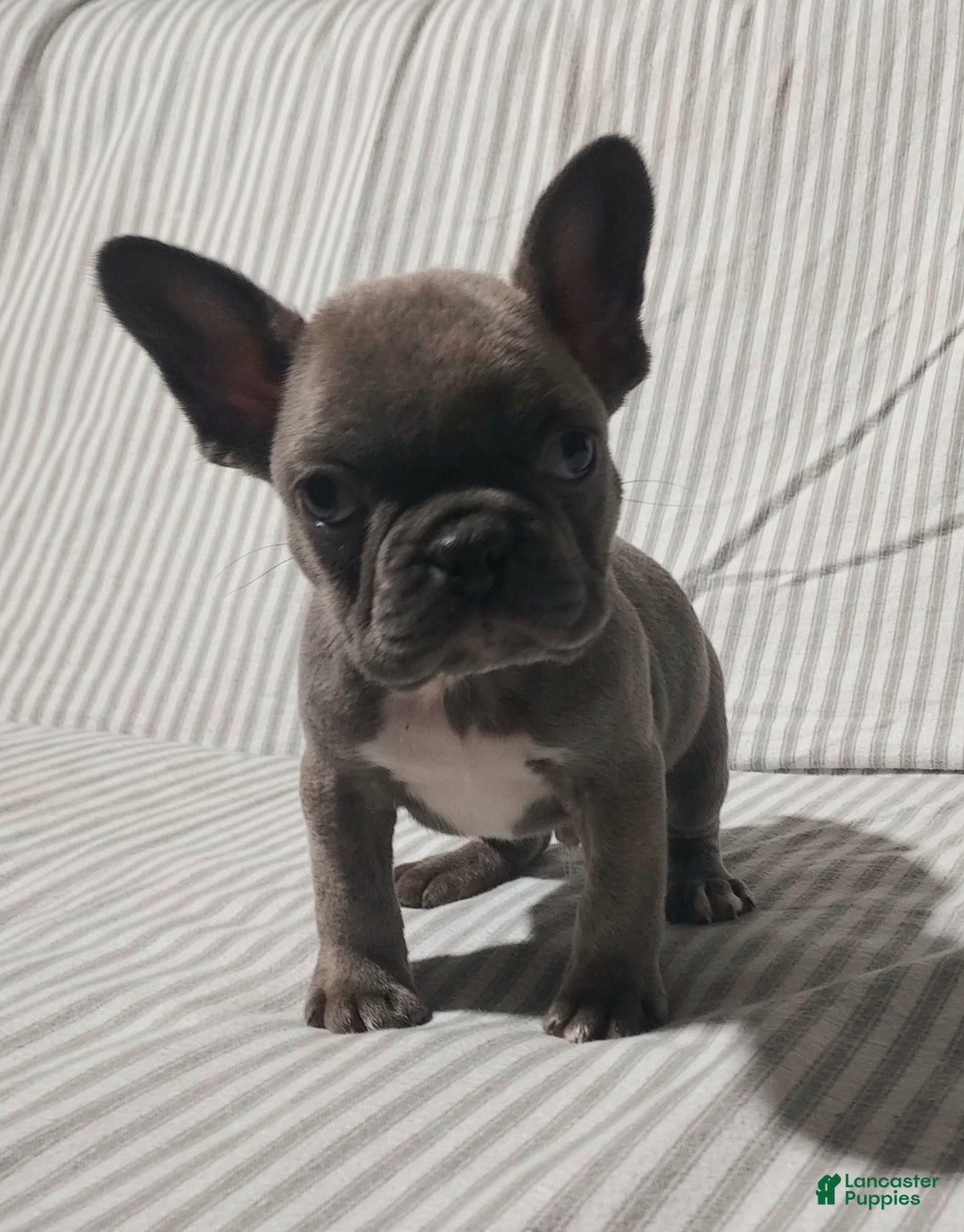 Mixed Breed dogs for sale: Cooper - Ad 17