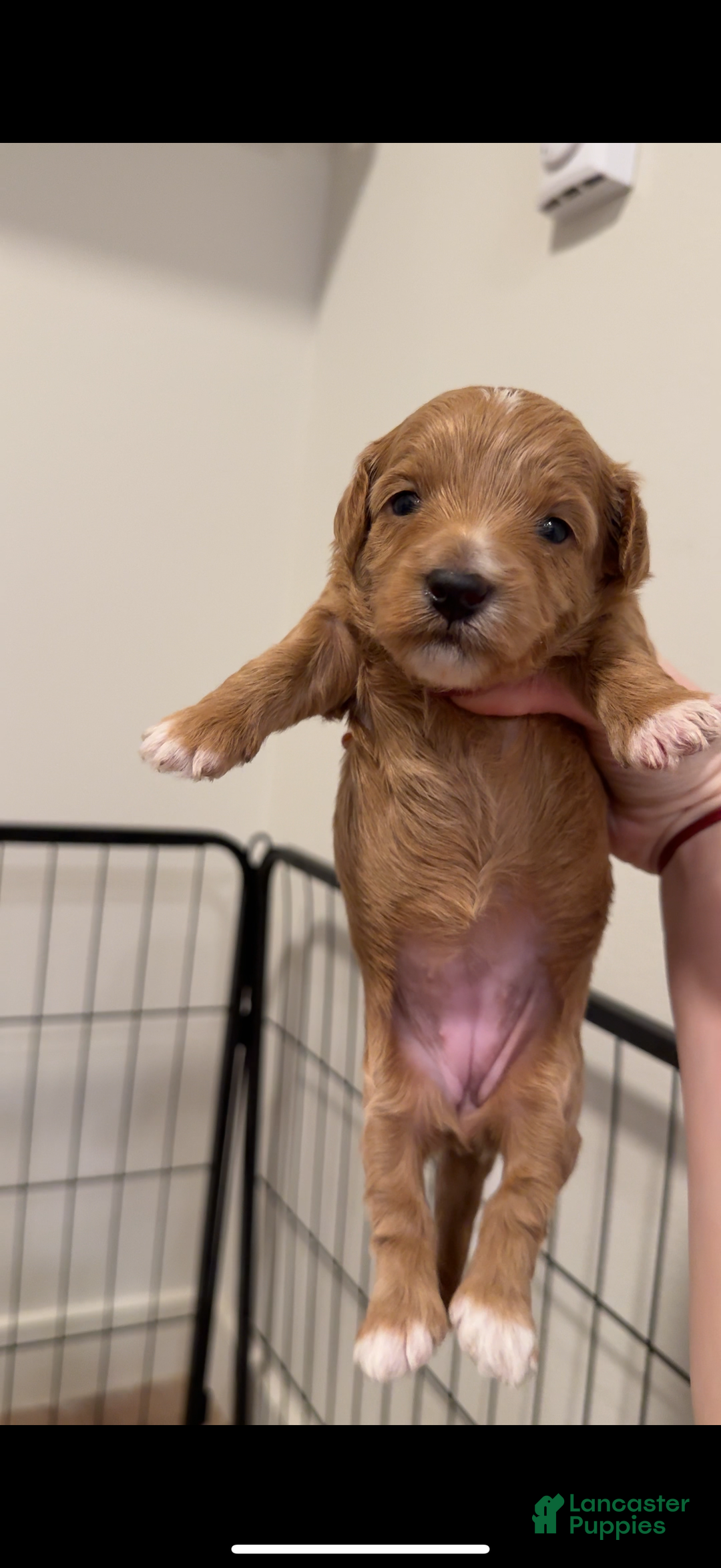 Maltipoo dogs for sale: Maltipoo Puppy 4 - Ad 3