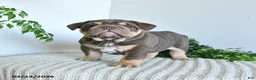 English Bulldog dogs for sale: Tonka Special Needs - Ad 4