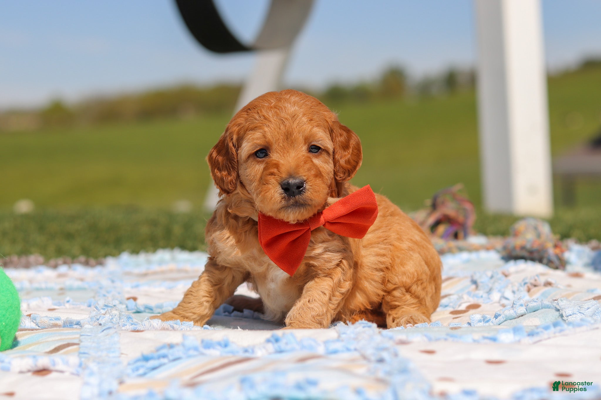 Mini Goldendoodle dogs Chase - Ad 1