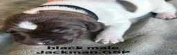 German Shorthaired Pointer dogs for sale: Black Male - Ad 3